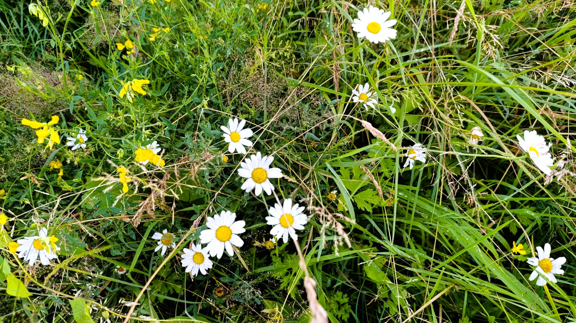 Petites marguerites