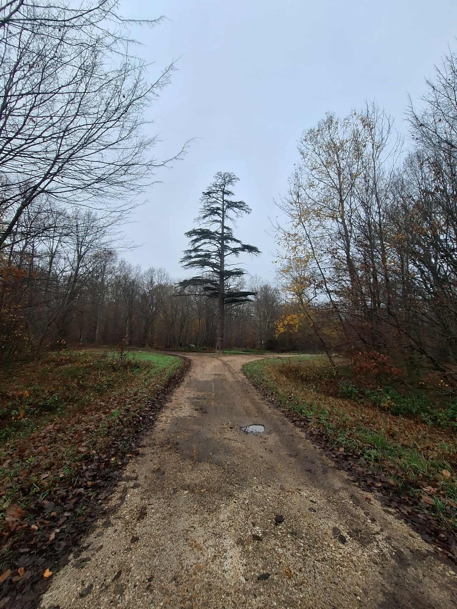 Au bout du chemin, un arbre isolé